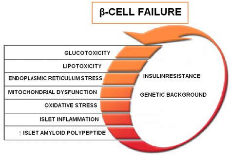 Beta cells in type 2 diabetes: Science ex.